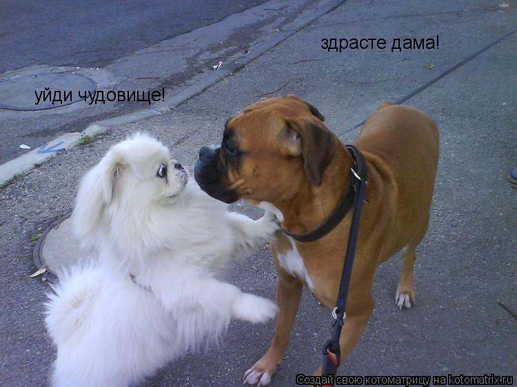 здрасте дама! уйди чудовище!... Котоматрица: здрасте дама! уйди чудовище!