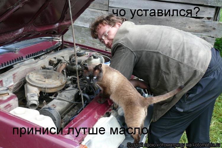 чо уставился? приниси лутше масло!... Котоматрица: чо уставился? приниси лутше масло!