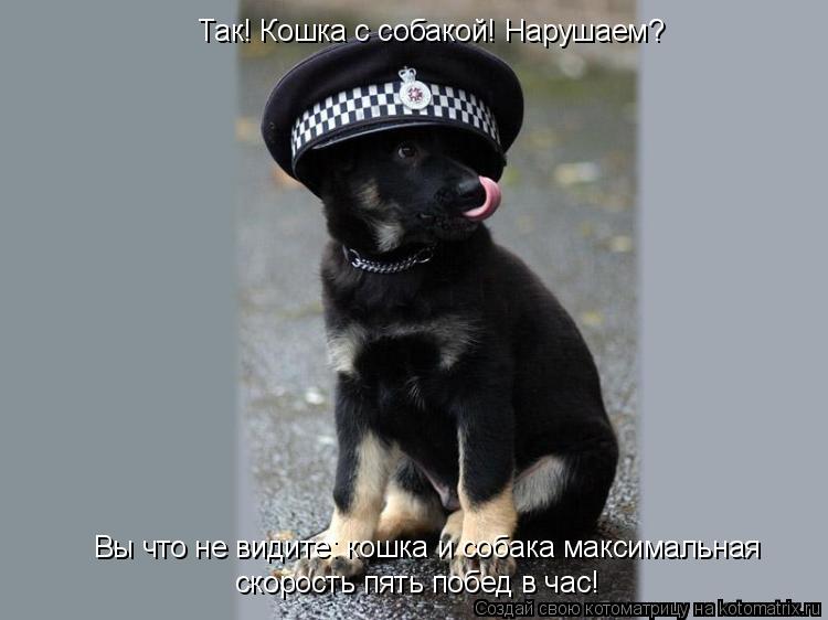 Так! Кошка с собакой! Нарушаем? Вы что не видите: кошка и собака максимальная скорость пять побед в ... Котоматрица: Так! Кошка с собакой! Нарушаем? Вы что не видите: кошка и собака максимальная скорость пять побед в час!