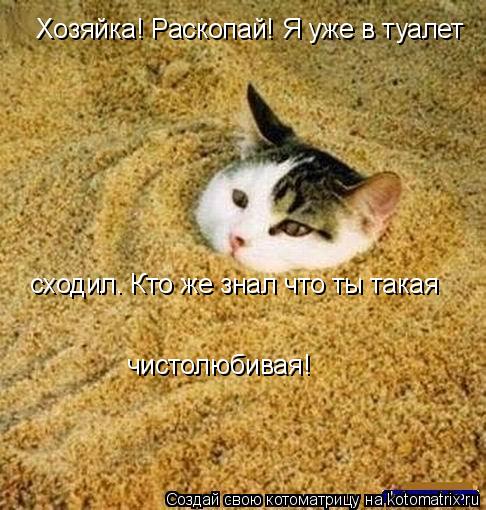 Хозяйка! Раскопай! Я уже в туалет сходил. Кто же знал что ты такая чистолюбивая!... Котоматрица: Хозяйка! Раскопай! Я уже в туалет сходил. Кто же знал что ты такая чистолюбивая!