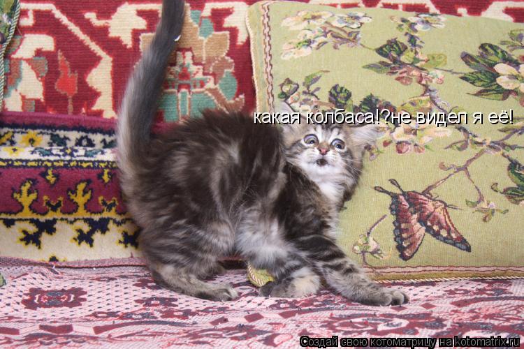 какая колбаса!?не видел я её!... Котоматрица: какая колбаса!?не видел я её!