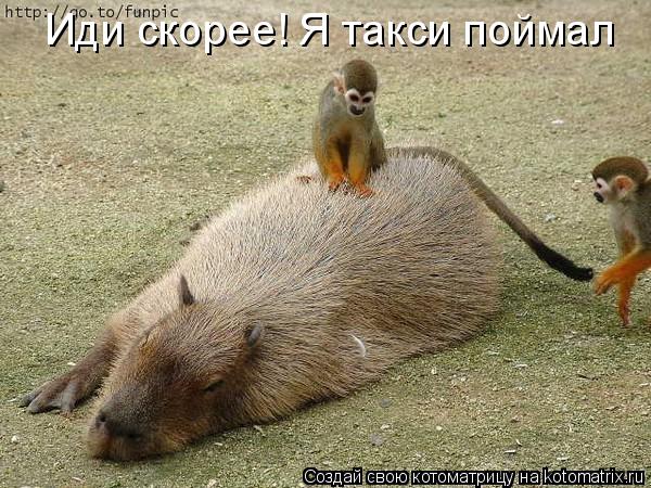 Иди скорее! Я такси поймал... Котоматрица: Иди скорее! Я такси поймал