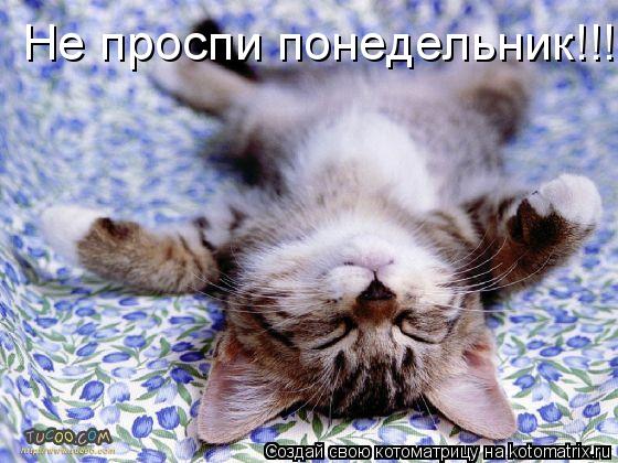 Не проспи понедельник!!!... Котоматрица: Не проспи понедельник!!!