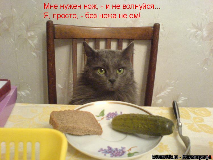 Мне нужен нож, - и не волнуйся... Я, просто, - без ножа не ем!... Котоматрица: Мне нужен нож, - и не волнуйся... Я, просто, - без ножа не ем!