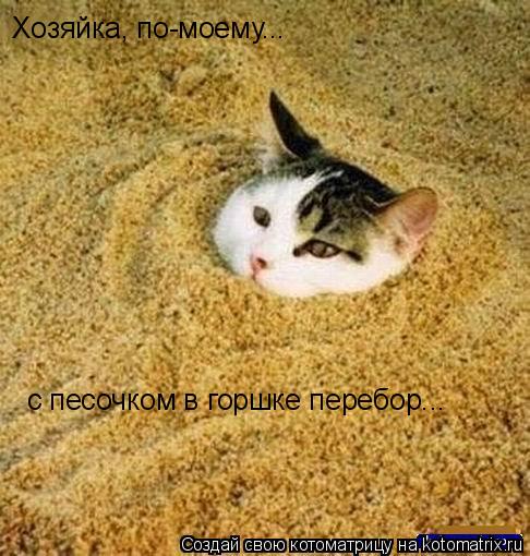 Хозяйка, по-моему... с песочком в горшке перебор...... Котоматрица: Хозяйка, по-моему... с песочком в горшке перебор...