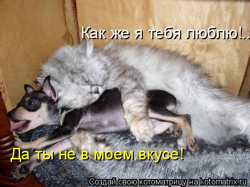 Как же я тебя люблю!.. Да ты не в моем вкусе!... Котоматрица: Как же я тебя люблю!.. Да ты не в моем вкусе!