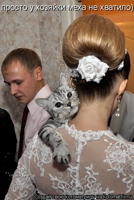 просто у хозяйки меха не хватило)... Котоматрица: просто у хозяйки меха не хватило)