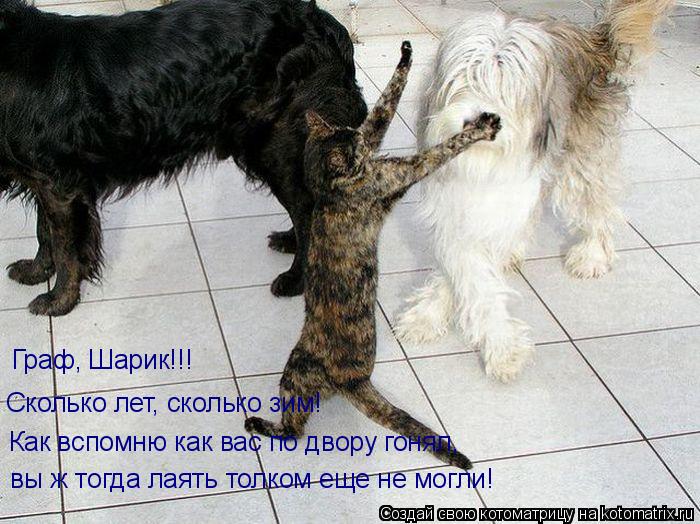 Граф, Шарик!!! Сколько лет, сколько зим! Как вспомню как вас по двору гонял, вы ж тогда лаять толком ... Котоматрица: Граф, Шарик!!! Сколько лет, сколько зим! Как вспомню как вас по двору гонял, вы ж тогда лаять толком еще не могли!