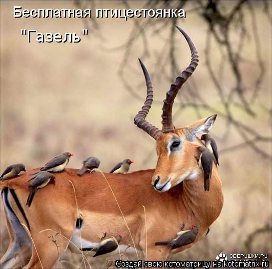 Бесплатная птицестоянка "Газель"... Котоматрица: Бесплатная птицестоянка "Газель"