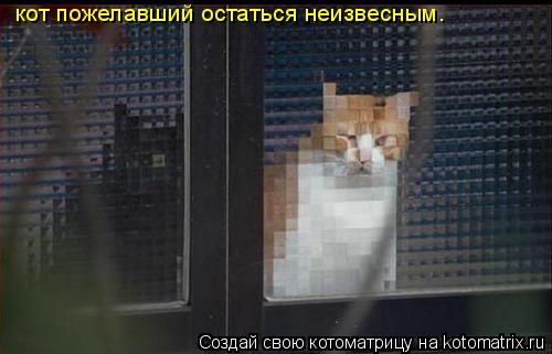 кот пожелавший остаться неизвесным.... Котоматрица: кот пожелавший остаться неизвесным.
