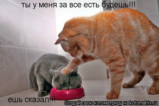 ты у меня за все есть будешь!!! ты у меня за все есть будешь!!! ешь сказал!!!... Котоматрица: ты у меня за все есть будешь!!! ты у меня за все есть будешь!!! ешь сказал!!!