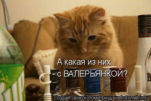 А какая из них - с ВАЛЕРЬЯНКОЙ?... Котоматрица: А какая из них - с ВАЛЕРЬЯНКОЙ?