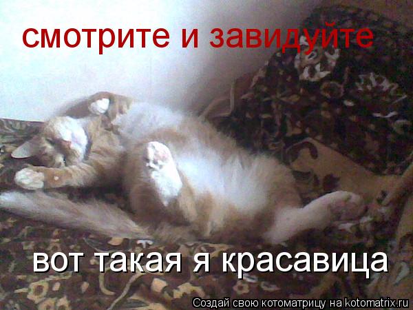вот такая я красавица смотрите и завидуйте... Котоматрица: вот такая я красавица смотрите и завидуйте