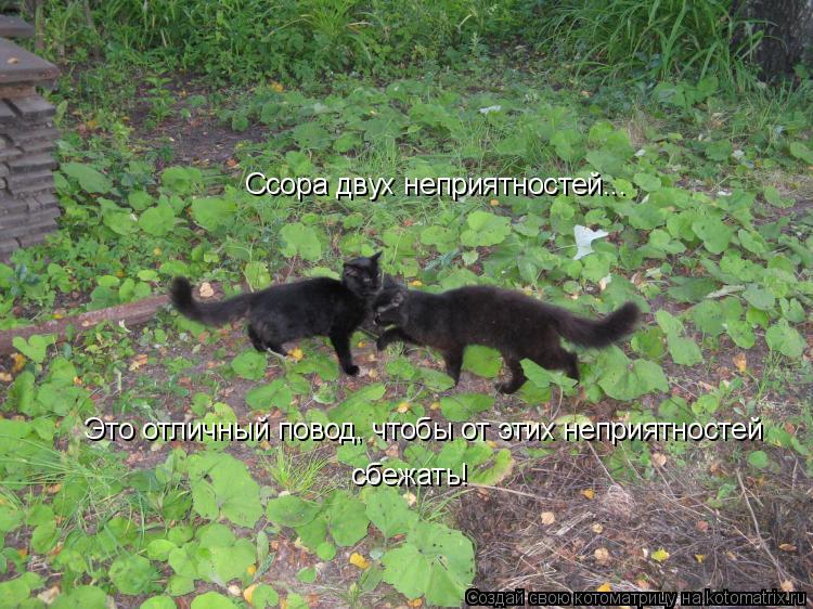 Ссора двух неприятностей... Это отличный повод, чтобы от этих неприятностей сбежать!... Котоматрица: Ссора двух неприятностей... Это отличный повод, чтобы от этих неприятностей сбежать!