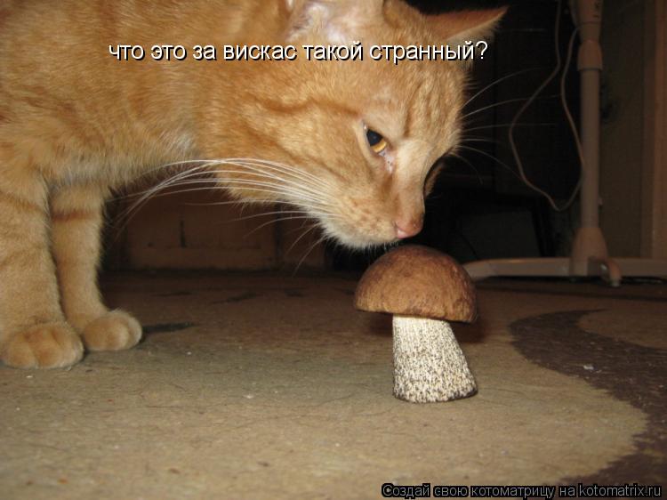 что это за вискас такой странный?... Котоматрица: что это за вискас такой странный?