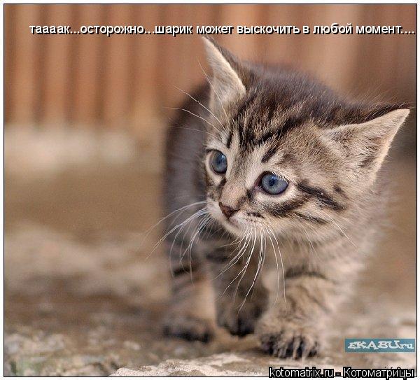 таааак...осторожно...шарик может выскочить в любой момент....... Котоматрица: таааак...осторожно...шарик может выскочить в любой момент....
