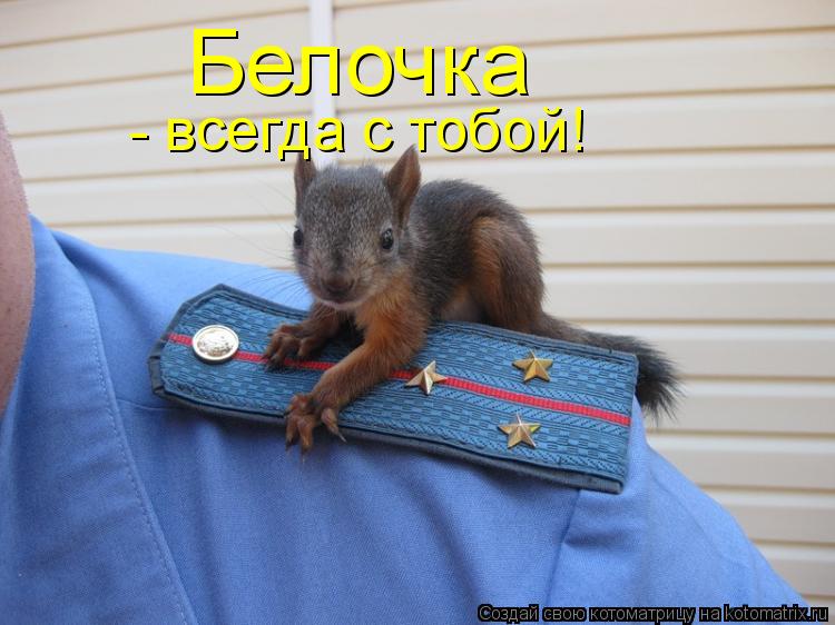 Белочка - всегда с тобой!... Котоматрица: Белочка - всегда с тобой!