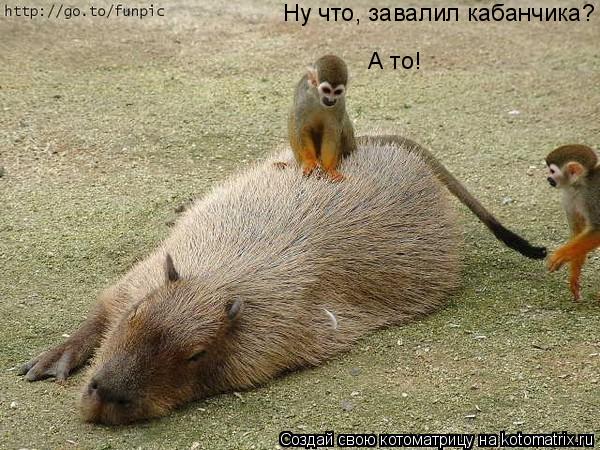 Ну что, завалил кабанчика? А то!... Котоматрица: Ну что, завалил кабанчика? А то!