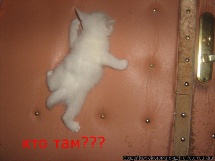 кто там???... Котоматрица: кто там???