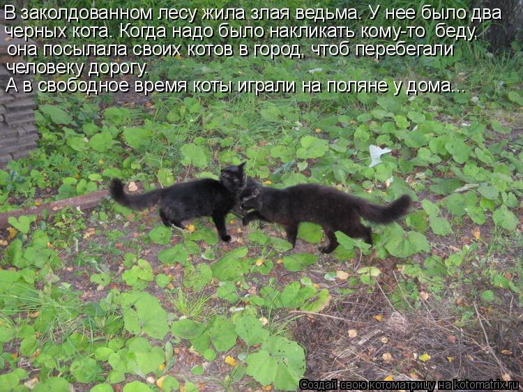 В заколдованном лесу жила злая ведьма. У нее было два черных кота. Когда надо было накликать кому-то ... Котоматрица: В заколдованном лесу жила злая ведьма. У нее было два черных кота. Когда надо было накликать кому-то беду, она посылала своих котов в город,