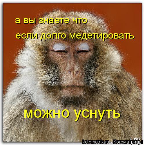 а вы знаете что если долго медетировать можно уснуть... Котоматрица: а вы знаете что если долго медетировать можно уснуть
