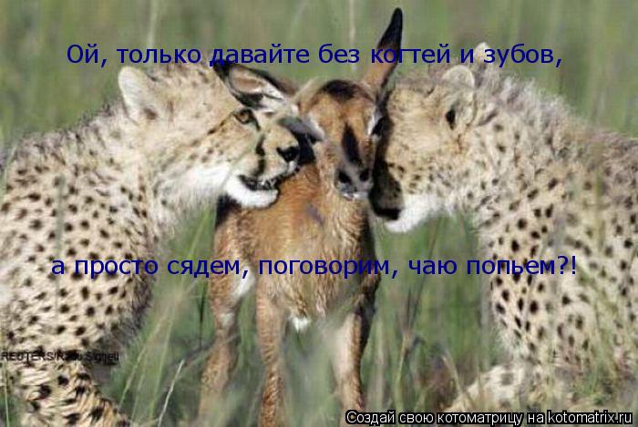 Ой, только давайте без когтей и зубов, а просто сядем, поговорим, чаю попьем?!... Котоматрица: Ой, только давайте без когтей и зубов, а просто сядем, поговорим, чаю попьем?!