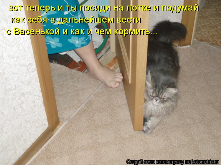 вот теперь и ты посиди на лотке и подумай как себя в дальнейшем вести с Васенькой и как и чем корм... Котоматрица: вот теперь и ты посиди на лотке и подумай как себя в дальнейшем вести с Васенькой и как и чем кормить...