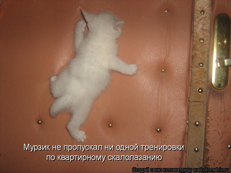 Мурзик не пропускал ни одной тренировки по квартирному скалолазанию... Котоматрица: Мурзик не пропускал ни одной тренировки по квартирному скалолазанию