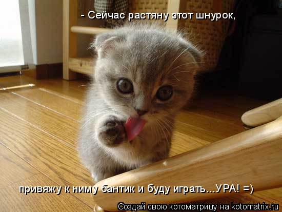 - Сейчас растяну этот шнурок, привяжу к ниму бантик и буду играть...УРА! =)... Котоматрица: - Сейчас растяну этот шнурок, привяжу к ниму бантик и буду играть...УРА! =)