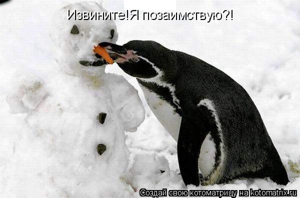 Извините!Я позаимствую?!... Котоматрица: Извините!Я позаимствую?!