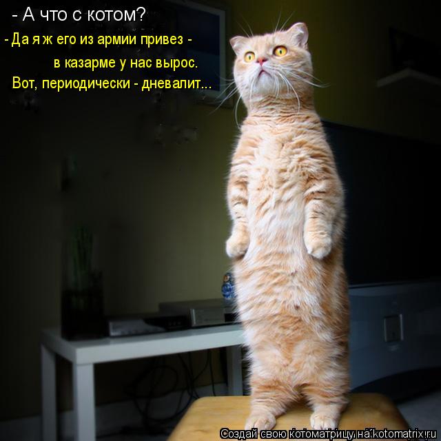 - А что с котом? - Да я ж его из армии привез - в казарме у нас вырос. Вот, периодически - дневалит.... Котоматрица: - А что с котом? - Да я ж его из армии привез - в казарме у нас вырос. Вот, периодически - дневалит...