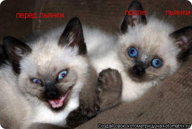 перед пьянки после пьянки... Котоматрица: перед пьянки после пьянки