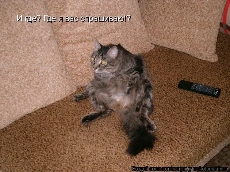 И где? Где я вас спрашиваю!?... Котоматрица: И где? Где я вас спрашиваю!?