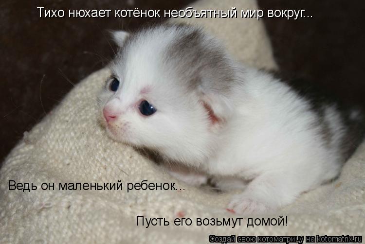 Тихо нюхает котёнок необъятный мир вокруг... Ведь он маленький ребенок... Пусть его возьмут домой!... Котоматрица: Тихо нюхает котёнок необъятный мир вокруг... Ведь он маленький ребенок... Пусть его возьмут домой!