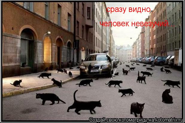 сразу видно человек невезучий...... Котоматрица: сразу видно человек невезучий...