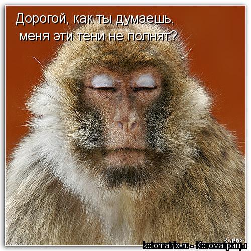 Дорогой, как ты думаешь, меня эти тени не полнят?... Котоматрица: Дорогой, как ты думаешь, меня эти тени не полнят?