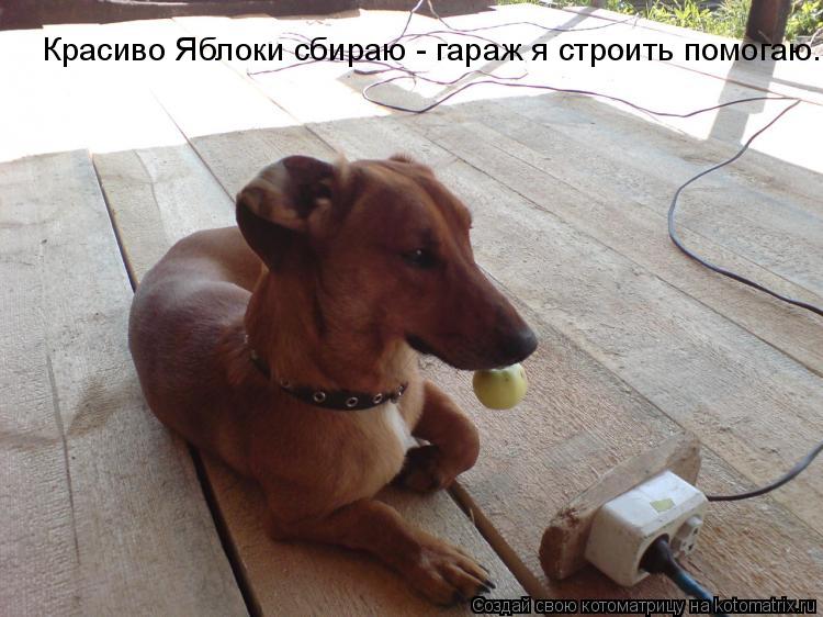 Красиво Яблоки сбираю - гараж я строить помогаю. И с неземною красотою - позирую перед тобою.... Котоматрица: Красиво Яблоки сбираю - гараж я строить помогаю. И с неземною красотою - позирую перед тобою.
