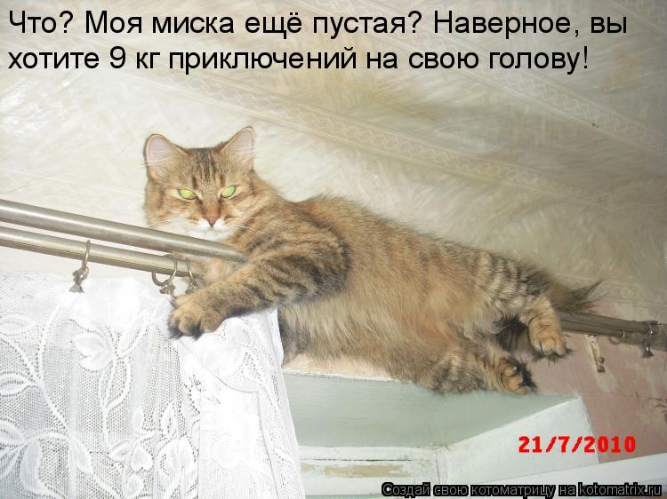 Что? Моя миска ещё пустая? Наверное, вы хотите 9 кг приключений на свою голову!... Котоматрица: Что? Моя миска ещё пустая? Наверное, вы хотите 9 кг приключений на свою голову!
