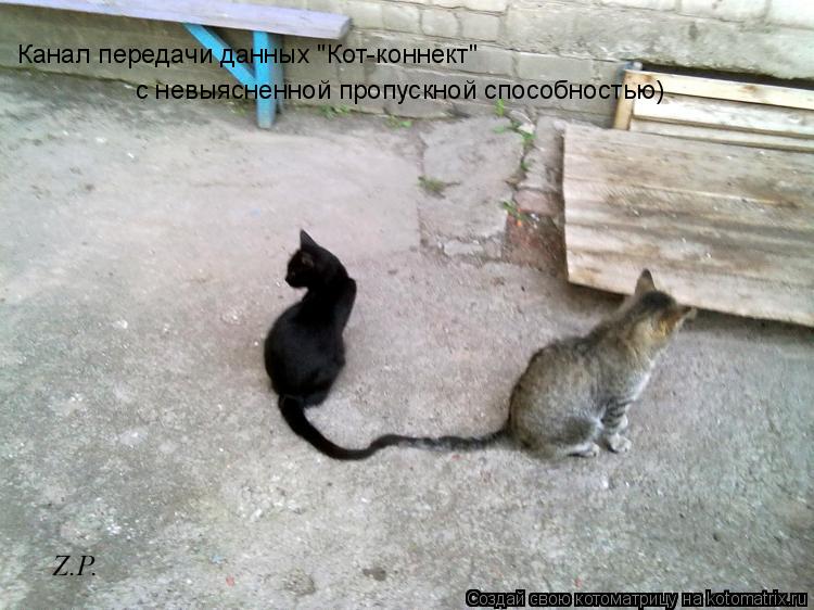 Канал передачи данных "Кот-коннект" с невыясненной пропускной способностью)... Котоматрица: Канал передачи данных "Кот-коннект" с невыясненной пропускной способностью)