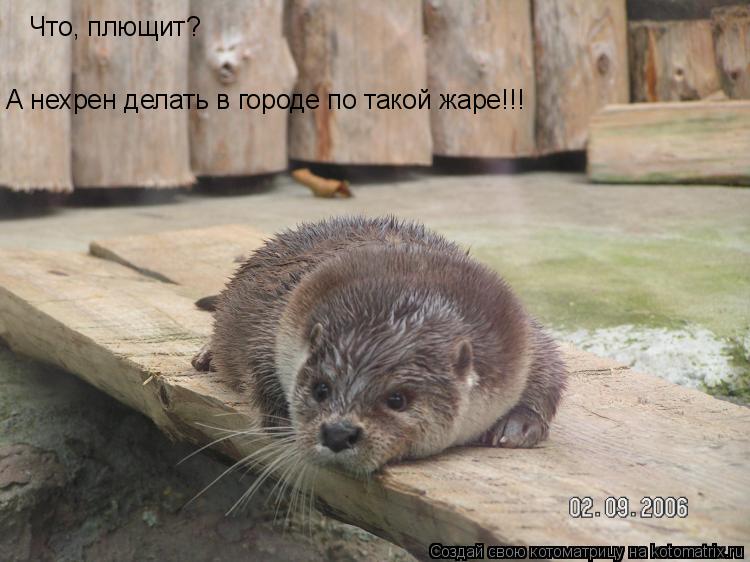 Что, плющит? А нехрен делать в городе по такой жаре!!!... Котоматрица: Что, плющит? А нехрен делать в городе по такой жаре!!!