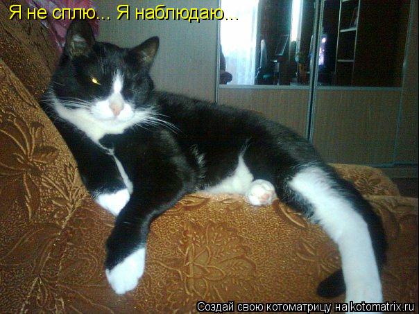 Я не сплю... Я наблюдаю...... Котоматрица: Я не сплю... Я наблюдаю...