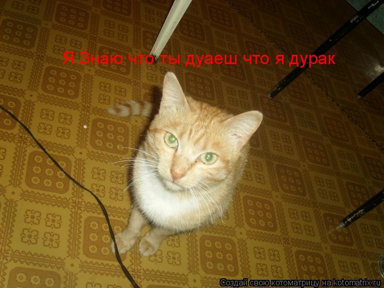 Я Знаю что ты дуаеш что я дурак... Котоматрица: Я Знаю что ты дуаеш что я дурак