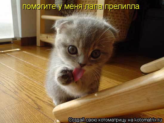 помогите у меня лапа прелипла... Котоматрица: помогите у меня лапа прелипла