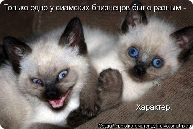 Только одно у сиамских близнецов было разным - Характер!... Котоматрица: Только одно у сиамских близнецов было разным - Характер!