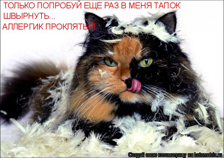 ТОЛЬКО ПОПРОБУЙ ЕЩЕ РАЗ В МЕНЯ ТАПОК ШВЫРНУТЬ... АЛЛЕРГИК ПРОКЛЯТЫЙ...... Котоматрица: ТОЛЬКО ПОПРОБУЙ ЕЩЕ РАЗ В МЕНЯ ТАПОК ШВЫРНУТЬ... АЛЛЕРГИК ПРОКЛЯТЫЙ...