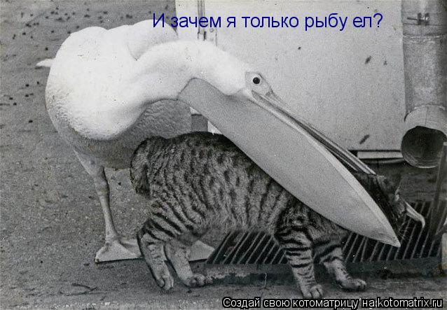 И зачем я только рыбу ел?... Котоматрица: И зачем я только рыбу ел?