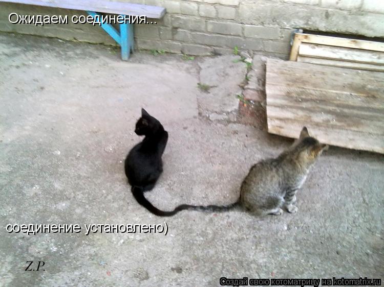 Котоматрица: Ожидаем соединения... соединение установлено)
