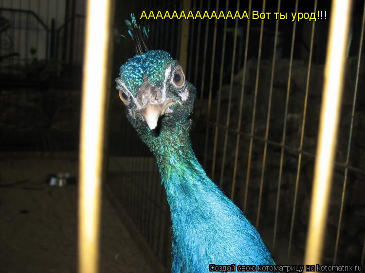 AAAAAAAAAAAAAA Вот ты урод!!!... Котоматрица: AAAAAAAAAAAAAA Вот ты урод!!!