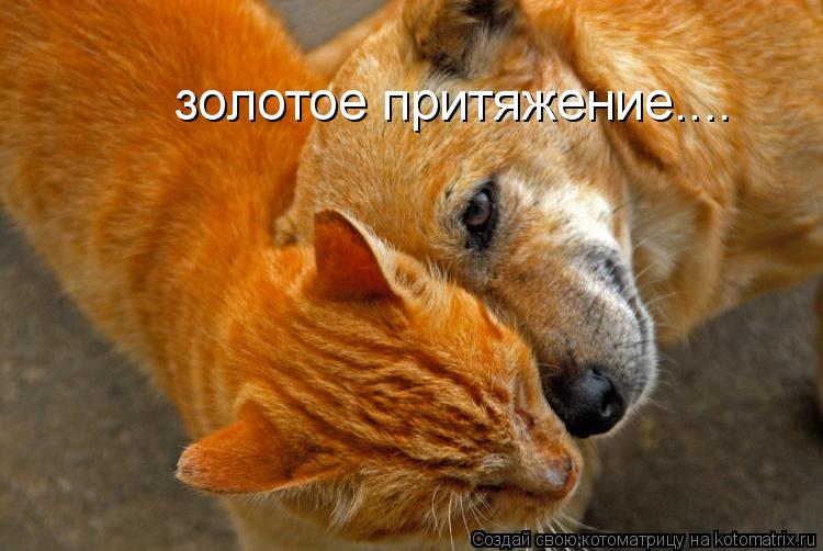 золотое притяжение....... Котоматрица: золотое притяжение....