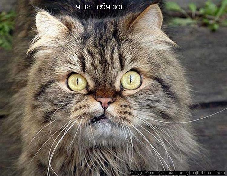 я на тебя зол... Котоматрица: я на тебя зол